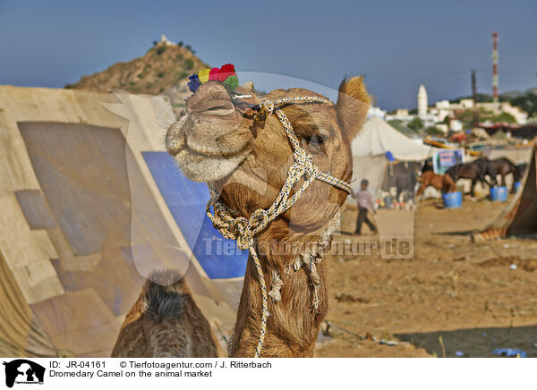 Dromedar auf dem Viehmarkt / Dromedary Camel on the animal market / JR-04161