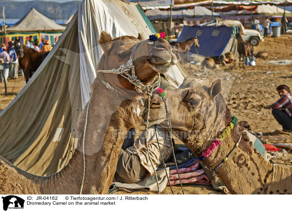 Dromedary Camel on the animal market / JR-04162