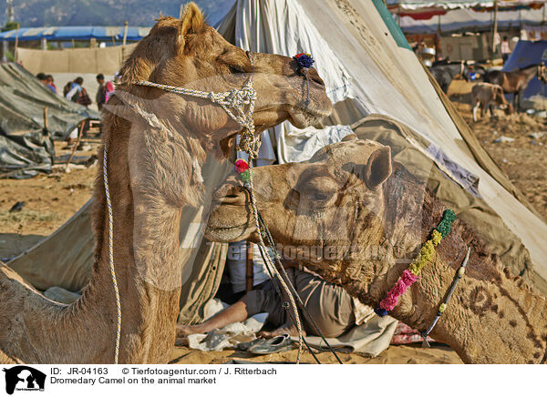 Dromedare auf dem Viehmarkt / Dromedary Camel on the animal market / JR-04163