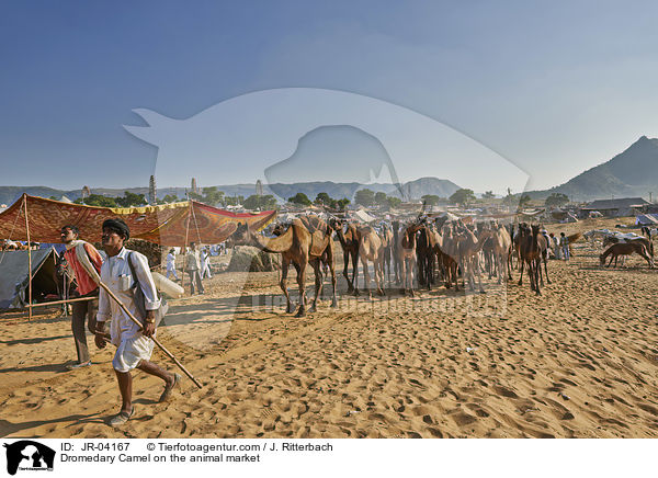 Dromedare auf dem Viehmarkt / Dromedary Camel on the animal market / JR-04167