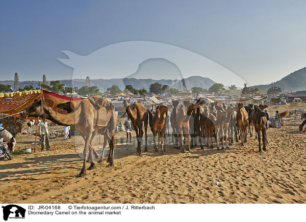 Dromedare auf dem Viehmarkt / Dromedary Camel on the animal market / JR-04168