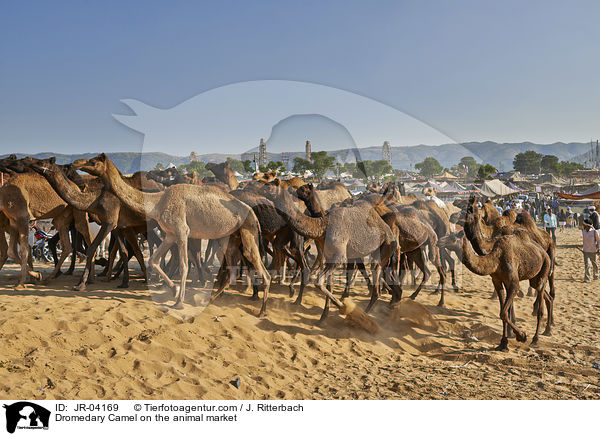 Dromedare auf dem Viehmarkt / Dromedary Camel on the animal market / JR-04169