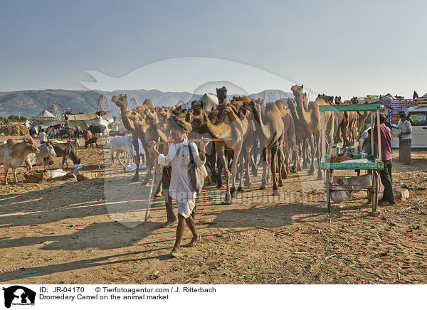 Dromedare auf dem Viehmarkt / Dromedary Camel on the animal market / JR-04170
