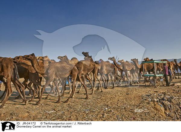 Dromedary Camel on the animal market / JR-04172