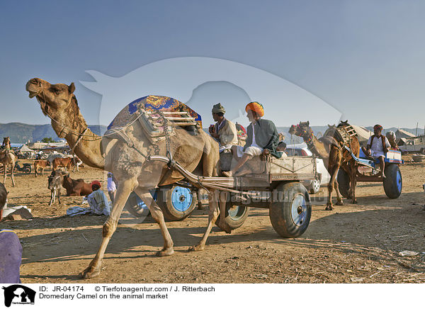 Dromedare auf dem Viehmarkt / Dromedary Camel on the animal market / JR-04174