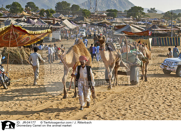 Dromedare auf dem Viehmarkt / Dromedary Camel on the animal market / JR-04177