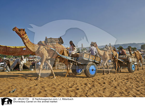 Dromedare auf dem Viehmarkt / Dromedary Camel on the animal market / JR-04178