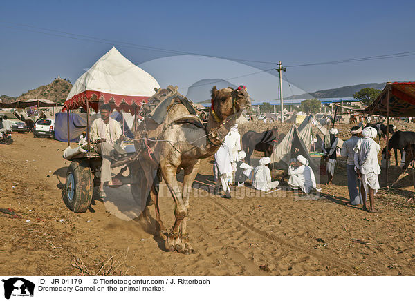 Dromedare auf dem Viehmarkt / Dromedary Camel on the animal market / JR-04179