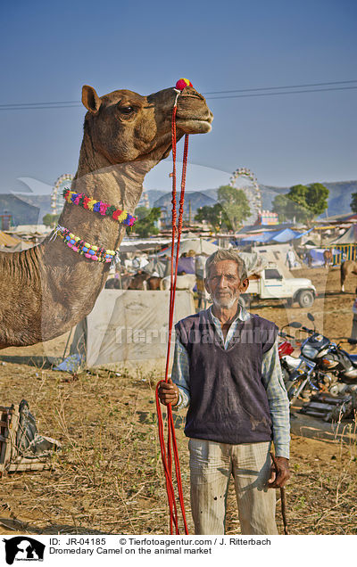 Dromedar auf dem Viehmarkt / Dromedary Camel on the animal market / JR-04185