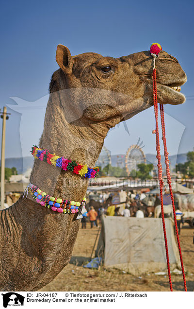 Dromedar auf dem Viehmarkt / Dromedary Camel on the animal market / JR-04187
