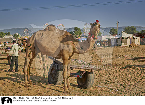 Dromedary Camel on the animal market / JR-04188