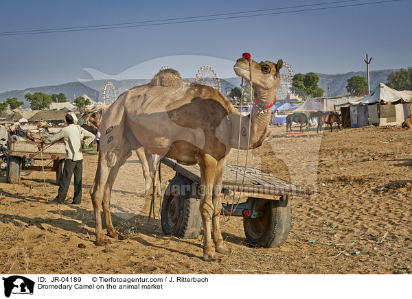 Dromedary Camel on the animal market / JR-04189