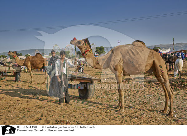 Dromedar auf dem Viehmarkt / Dromedary Camel on the animal market / JR-04190