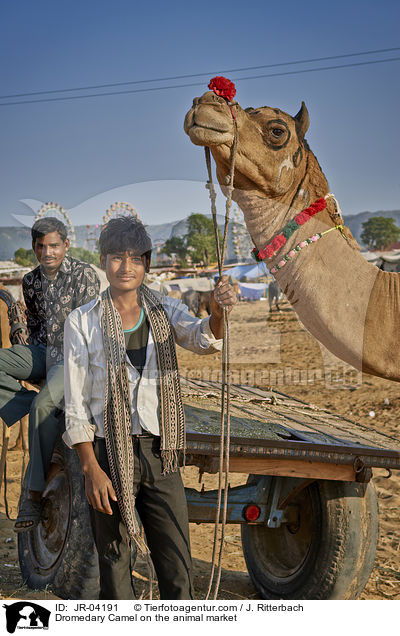 Dromedar auf dem Viehmarkt / Dromedary Camel on the animal market / JR-04191