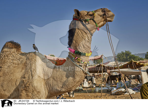 Dromedar auf dem Viehmarkt / Dromedary Camel on the animal market / JR-04194