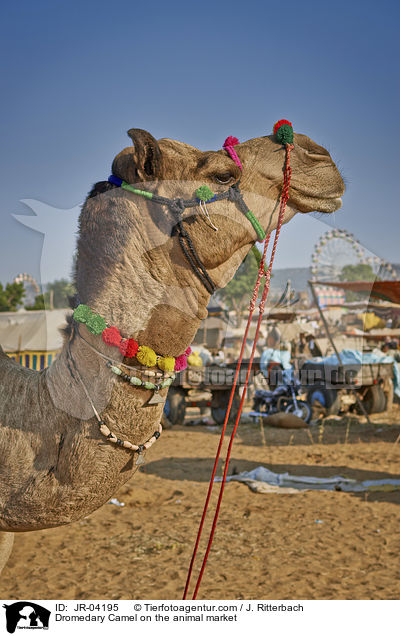 Dromedary Camel on the animal market / JR-04195