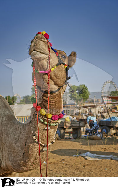 Dromedar auf dem Viehmarkt / Dromedary Camel on the animal market / JR-04196