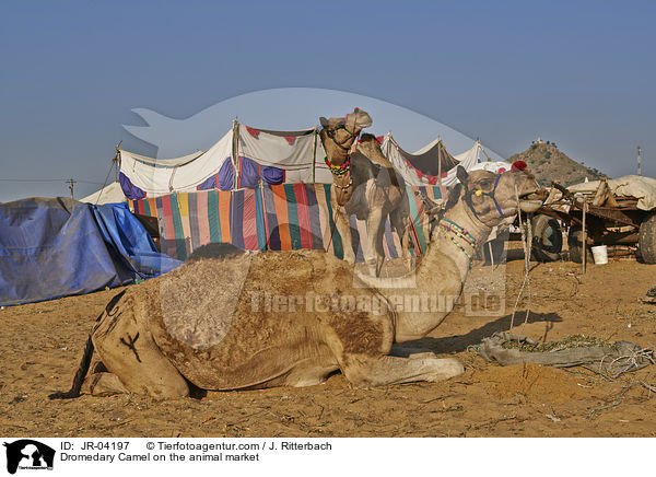 Dromedare auf dem Viehmarkt / Dromedary Camel on the animal market / JR-04197