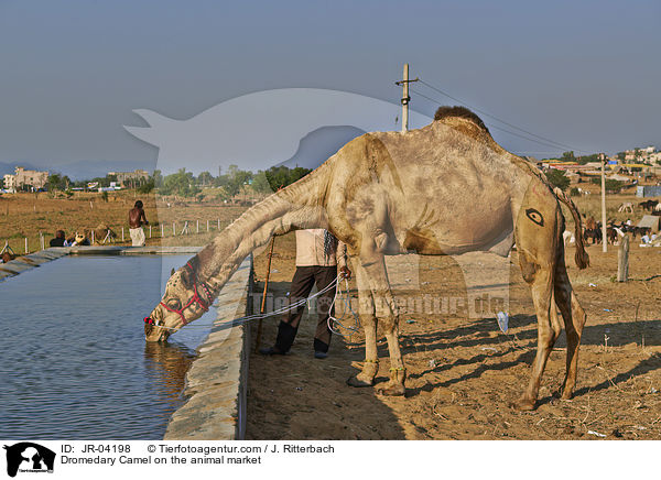 Dromedar auf dem Viehmarkt / Dromedary Camel on the animal market / JR-04198