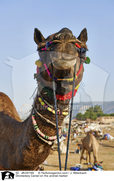 Dromedar auf dem Viehmarkt / Dromedary Camel on the animal market / JR-04199