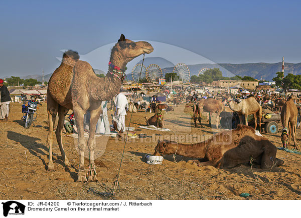 Dromedare auf dem Viehmarkt / Dromedary Camel on the animal market / JR-04200