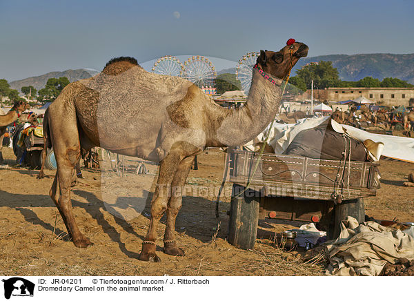 Dromedare auf dem Viehmarkt / Dromedary Camel on the animal market / JR-04201