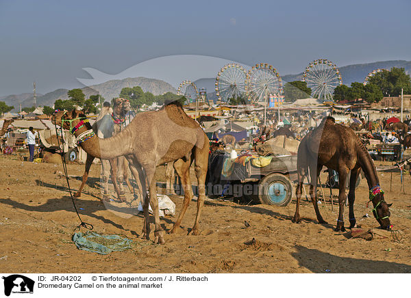 Dromedary Camel on the animal market / JR-04202