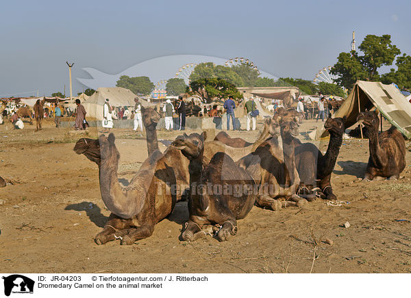 Dromedare auf dem Viehmarkt / Dromedary Camel on the animal market / JR-04203