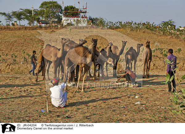 Dromedare auf dem Viehmarkt / Dromedary Camel on the animal market / JR-04204