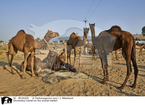 Dromedare auf dem Viehmarkt / Dromedary Camel on the animal market / JR-04205