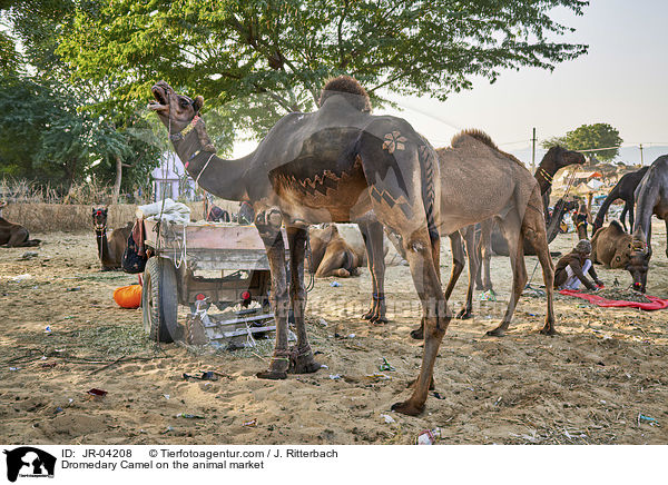Dromedare auf dem Viehmarkt / Dromedary Camel on the animal market / JR-04208