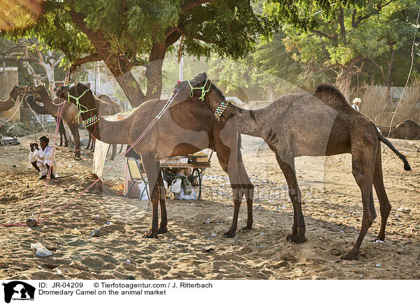 Dromedare auf dem Viehmarkt / Dromedary Camel on the animal market / JR-04209