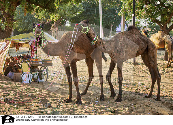 Dromedare auf dem Viehmarkt / Dromedary Camel on the animal market / JR-04210