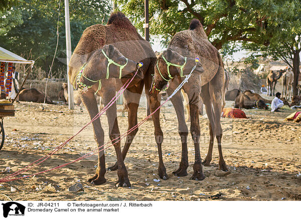 Dromedary Camel on the animal market / JR-04211