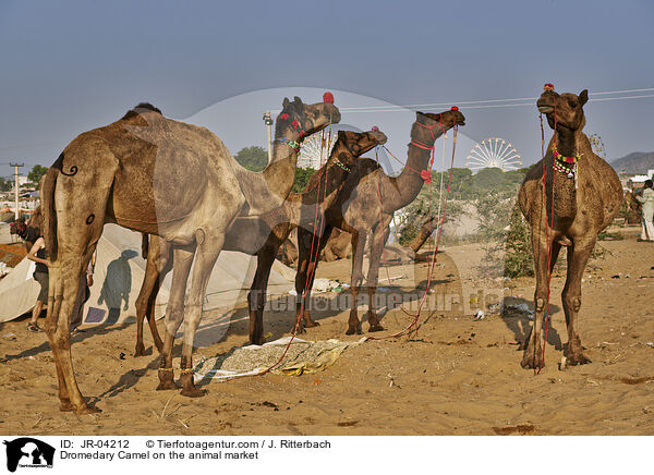 Dromedare auf dem Viehmarkt / Dromedary Camel on the animal market / JR-04212