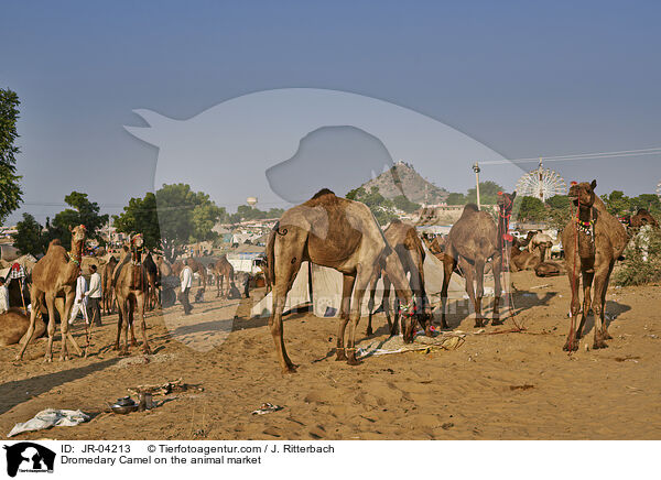 Dromedare auf dem Viehmarkt / Dromedary Camel on the animal market / JR-04213