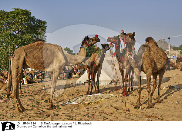 Dromedary Camel on the animal market / JR-04214