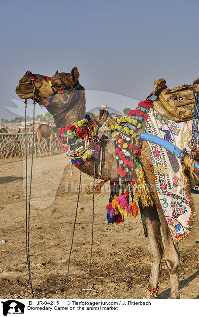 Dromedare auf dem Viehmarkt / Dromedary Camel on the animal market / JR-04215