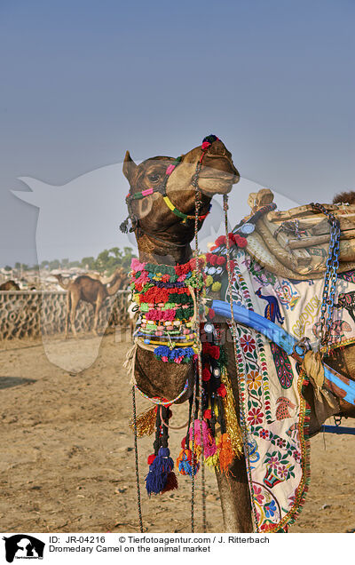 Dromedare auf dem Viehmarkt / Dromedary Camel on the animal market / JR-04216