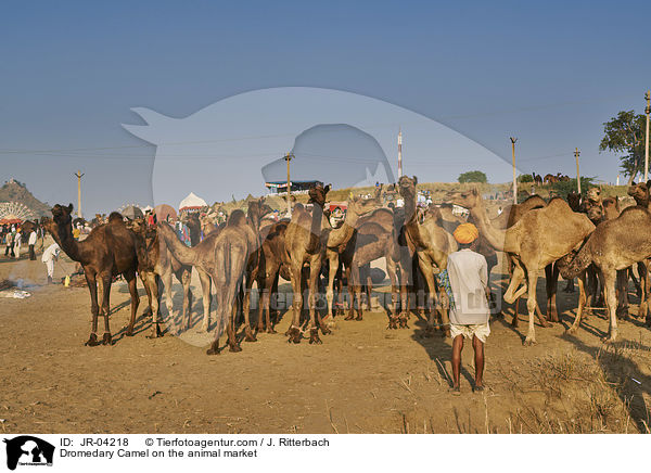 Dromedare auf dem Viehmarkt / Dromedary Camel on the animal market / JR-04218