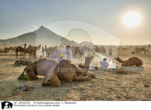 Dromedare auf dem Viehmarkt / Dromedary Camel on the animal market / JR-04219