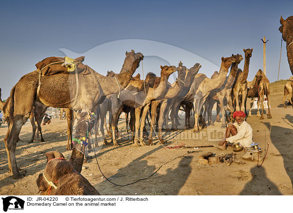 Dromedary Camel on the animal market / JR-04220