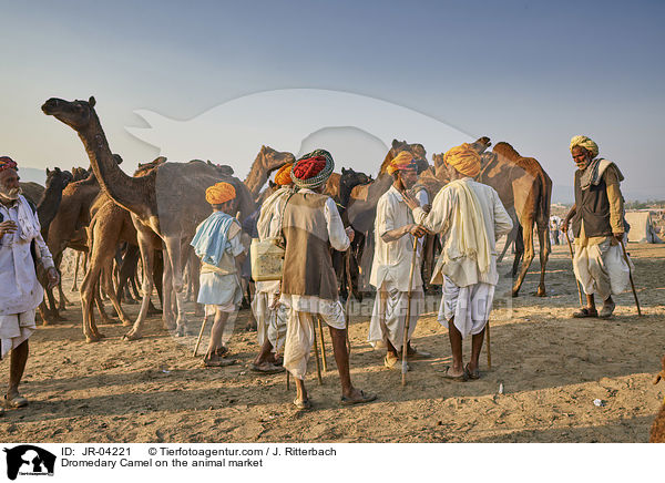 Dromedare auf dem Viehmarkt / Dromedary Camel on the animal market / JR-04221