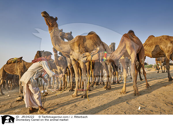 Dromedare auf dem Viehmarkt / Dromedary Camel on the animal market / JR-04222