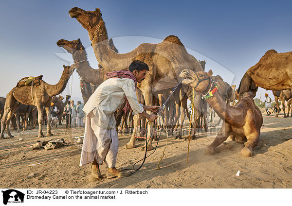 Dromedary Camel on the animal market / JR-04223