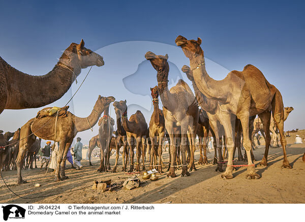 Dromedare auf dem Viehmarkt / Dromedary Camel on the animal market / JR-04224