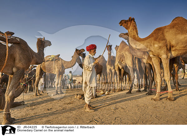 Dromedary Camel on the animal market / JR-04225