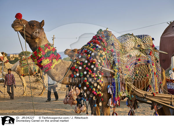 Dromedary Camel on the animal market / JR-04227