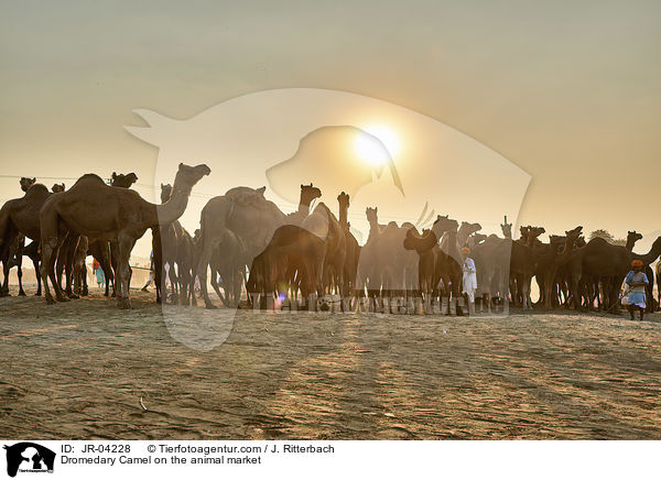 Dromedare auf dem Viehmarkt / Dromedary Camel on the animal market / JR-04228