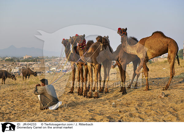 Dromedare auf dem Viehmarkt / Dromedary Camel on the animal market / JR-04233